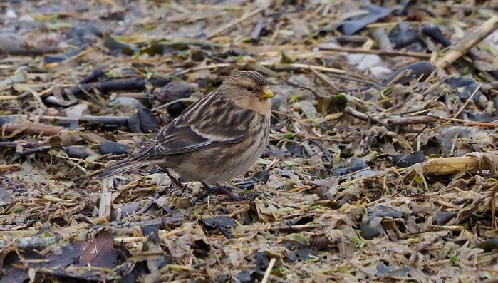 Twite