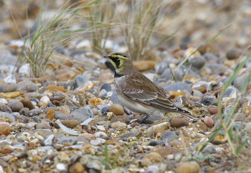 Shorelark