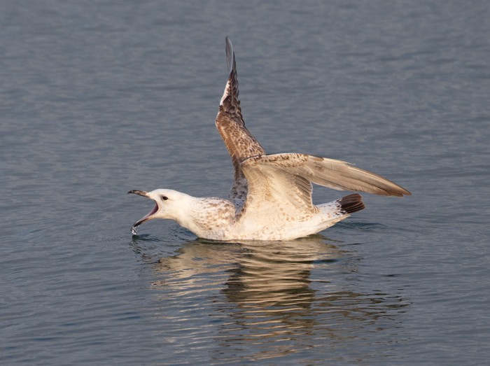Caspian Gull