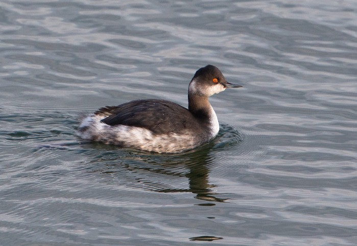 Black-necked Grebe