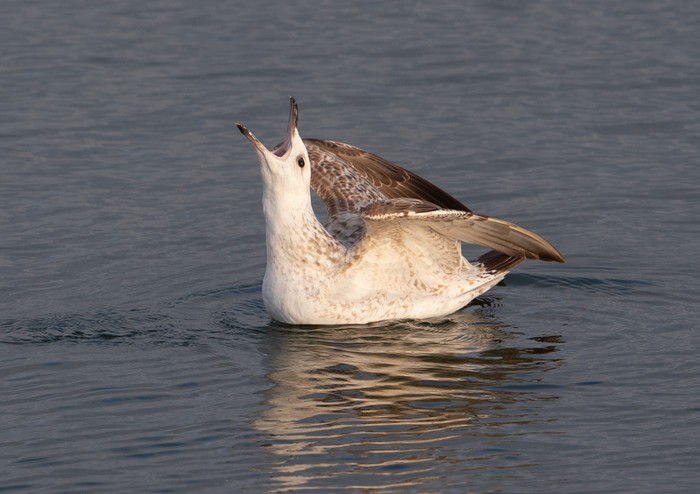 Caspian Gull