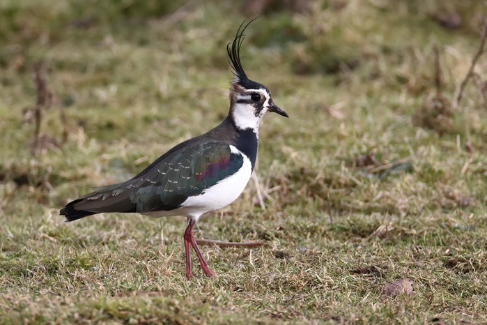 Lapwing