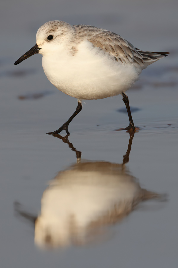 Sanderling