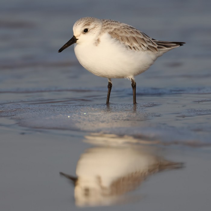 Sanderling