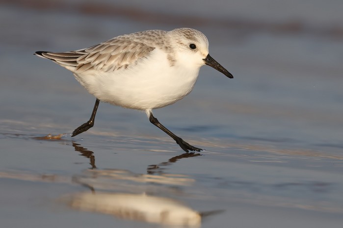 Sanderling