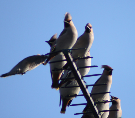 Waxwing