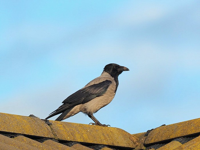 Hooded Crow