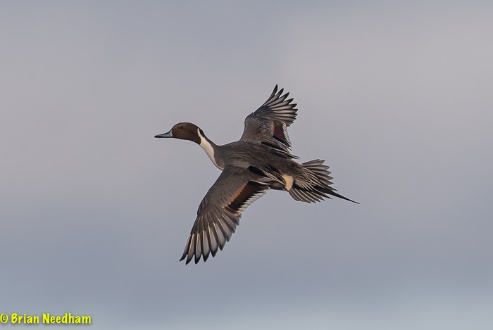Pintail