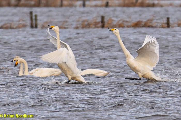 Whooper Swan