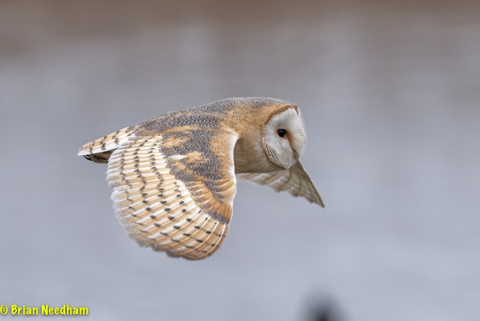 Barn Owl