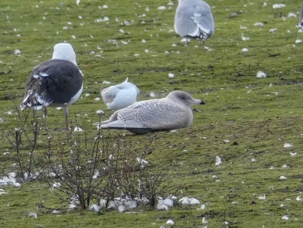 Glaucous Gull