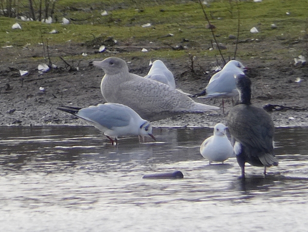 Glaucous Gull