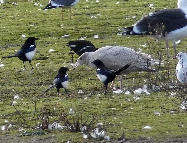 Glaucous Gull