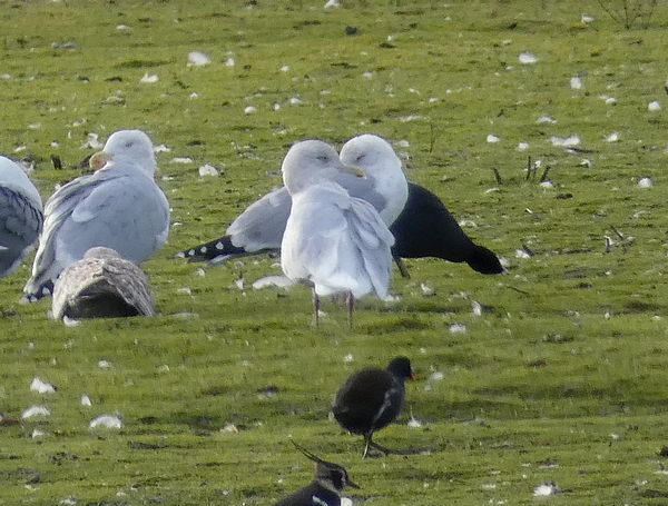 Iceland Gull