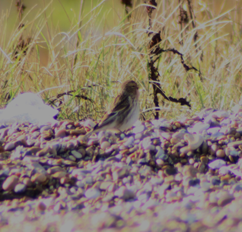 Twite