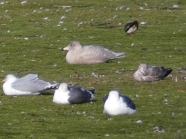 Glaucous Gull
