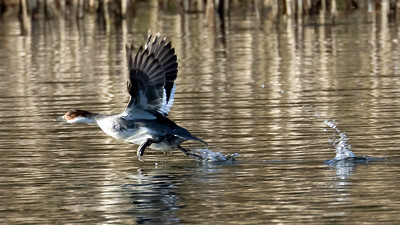 Smew