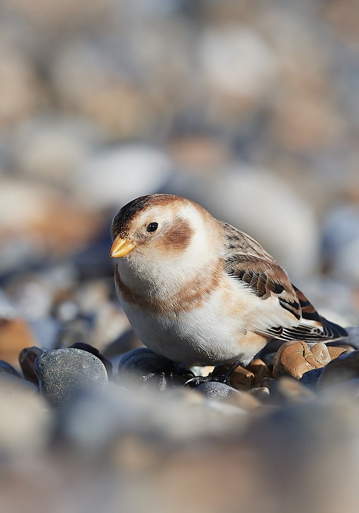 Snow Bunting