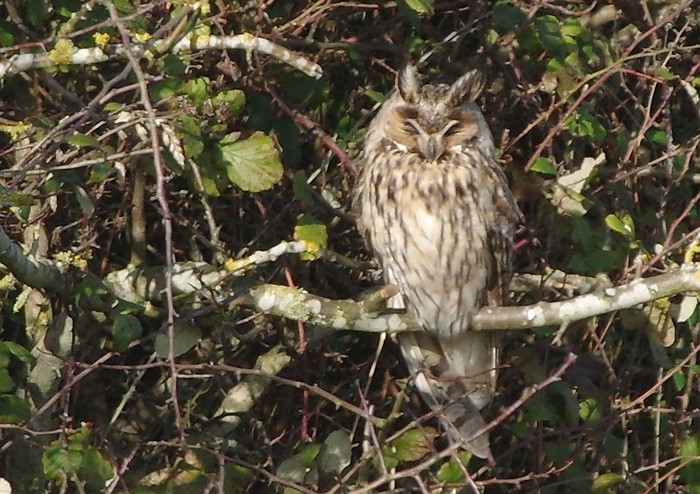 Long-eared Owl