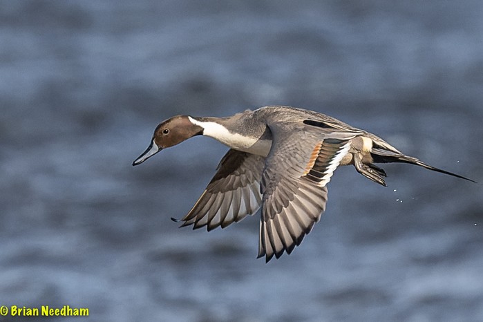 Pintail