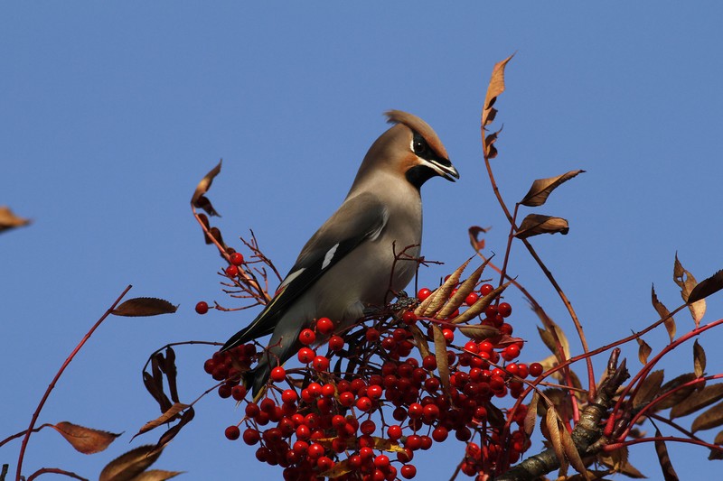 Waxwing