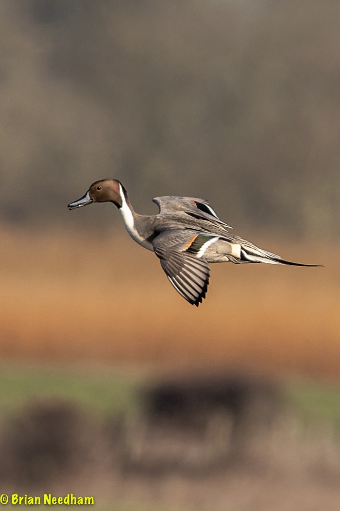 Pintail
