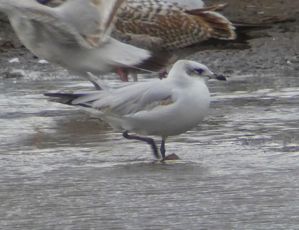 Mediterranean Gull