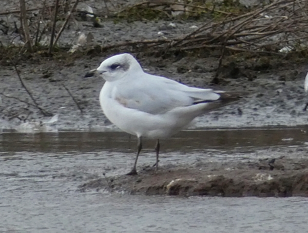 Mediterranean Gull