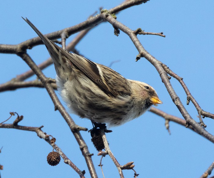 Mealy Redpoll