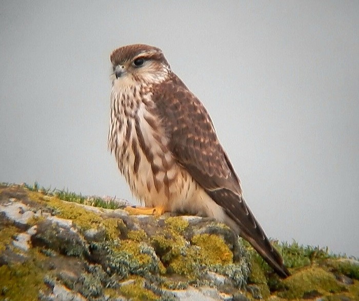 Merlin