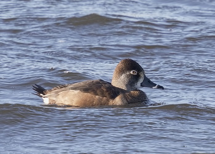 Ring-necked Duck