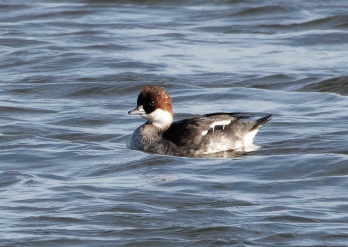 Smew