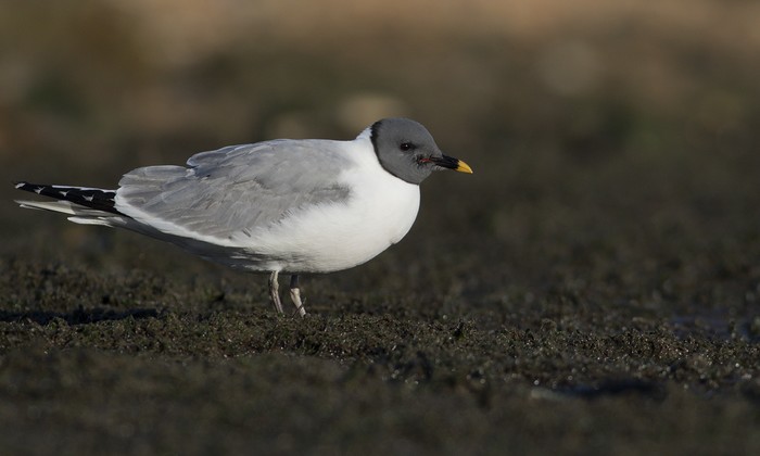 Sabine's Gull