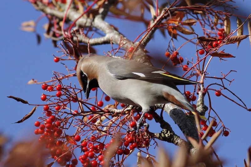 Waxwing