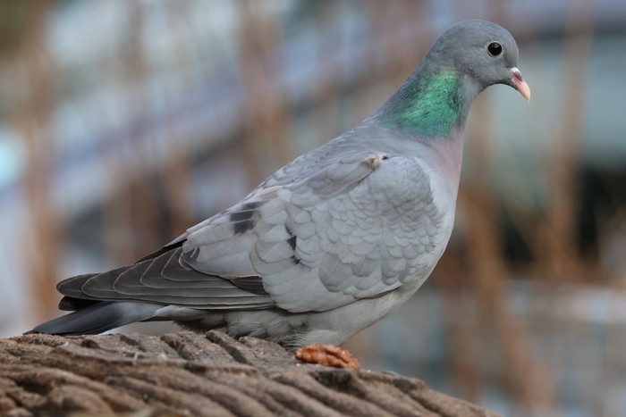 Stock Dove