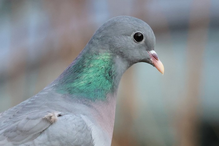 Stock Dove