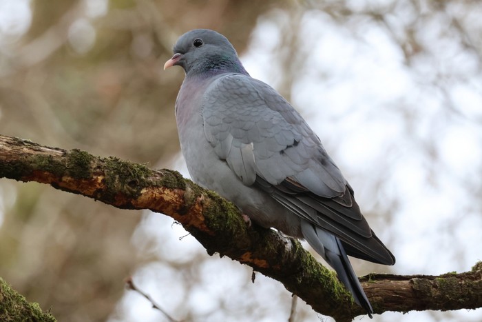 Stock Dove