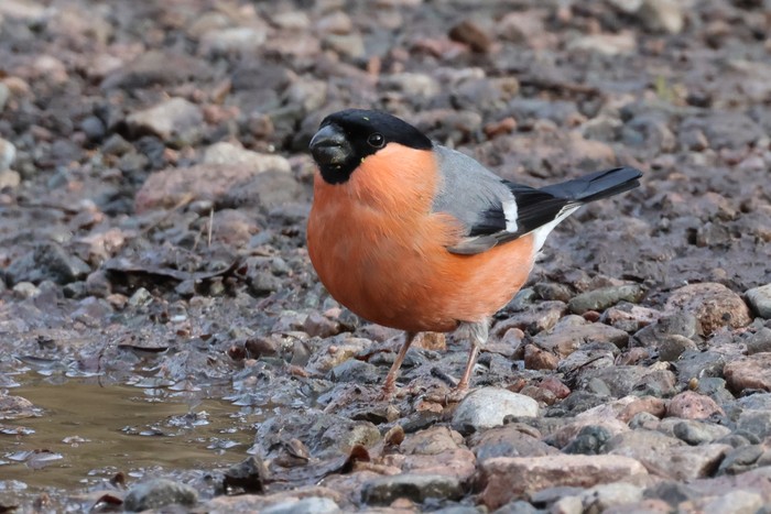 Bullfinch