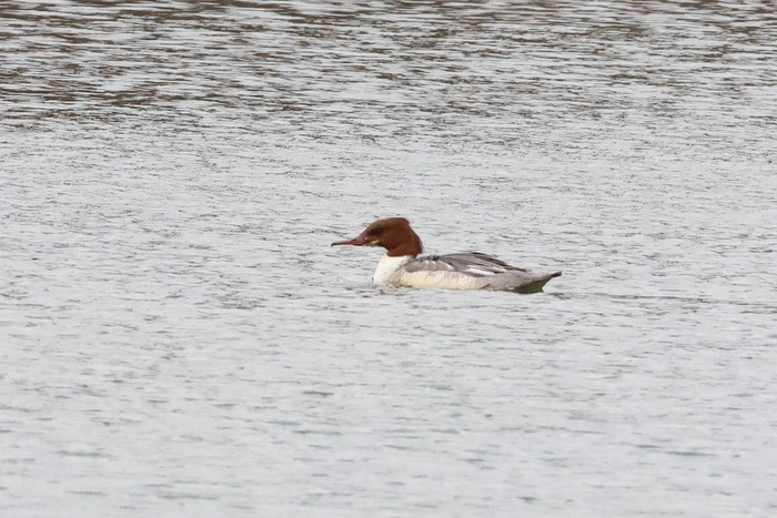 Goosander