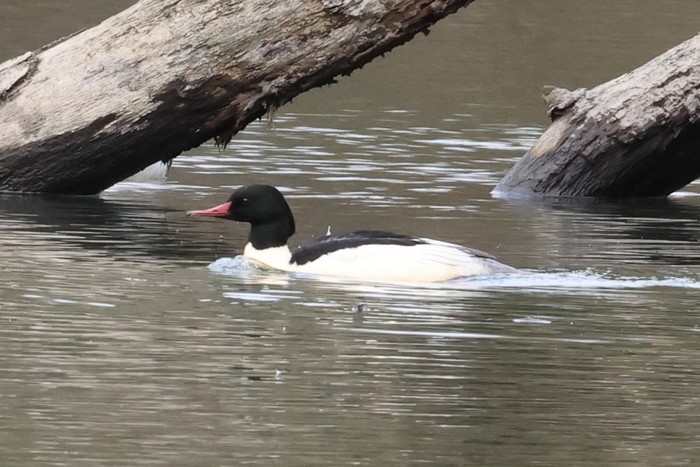 Goosander