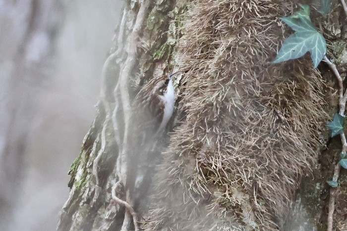 Treecreeper