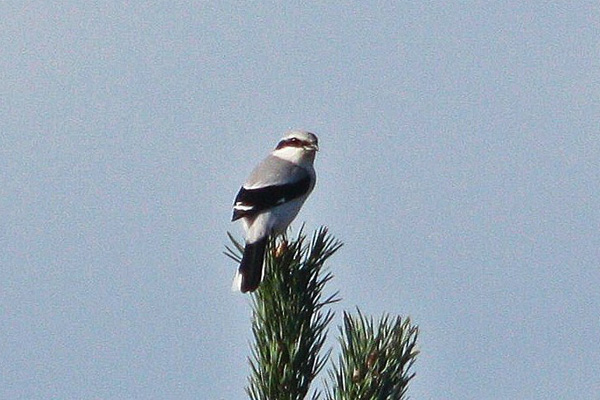 Great Grey Shrike