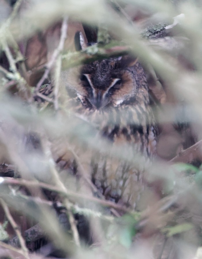 Long-eared Owl