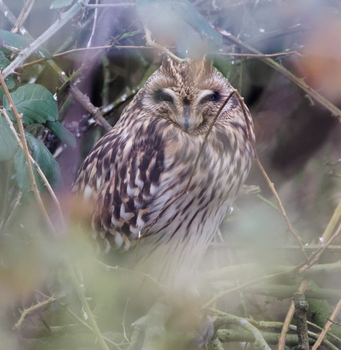 Short-eared Owl