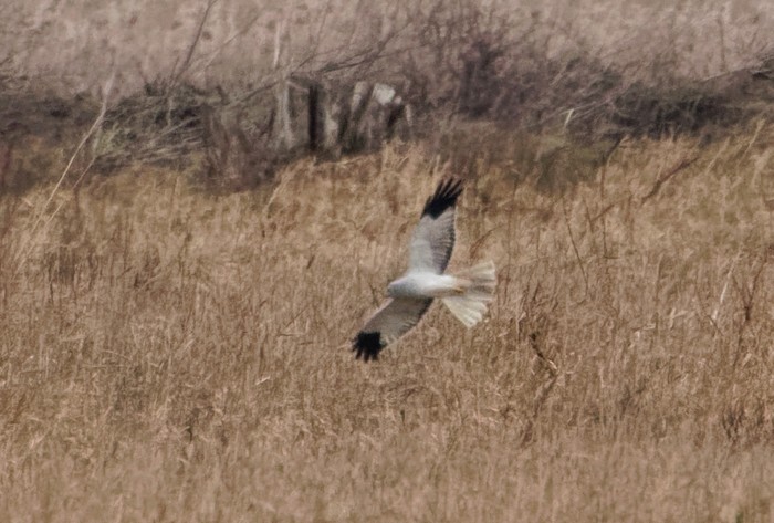Hen Harrier
