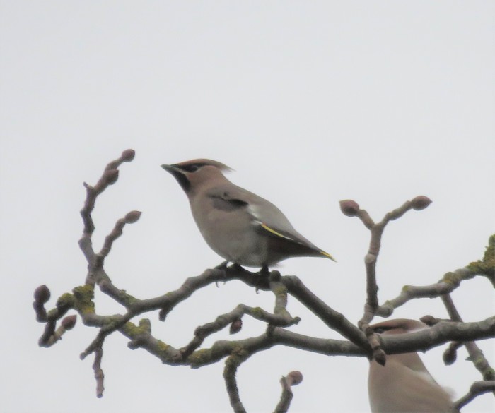 Waxwing