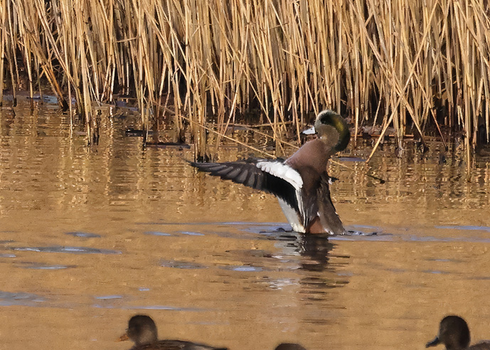 American Wigeon