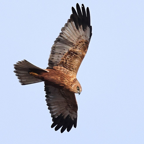 Marsh Harrier