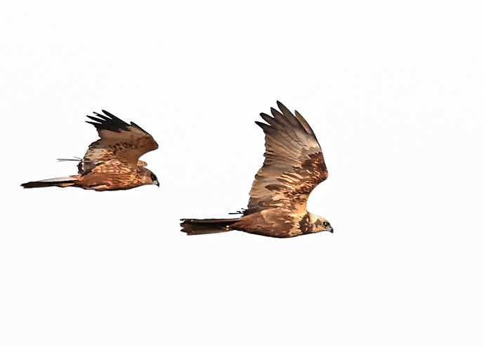 Marsh Harrier
