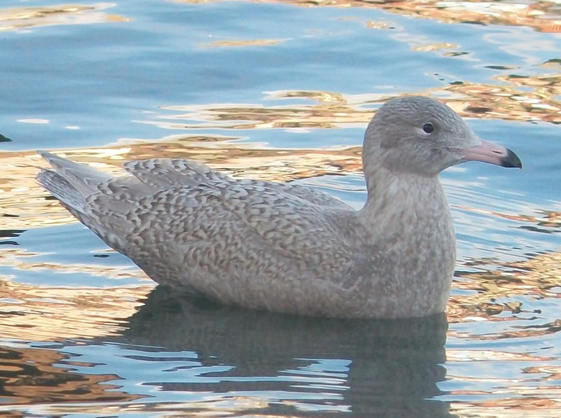 Glaucous Gull